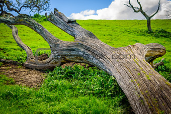 Fallen tree on the top of hill