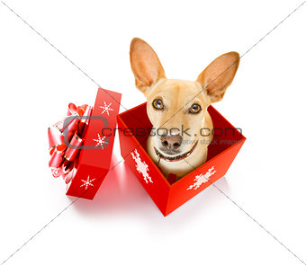 merry christmas dog in a box