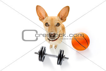 basketball player dog 
