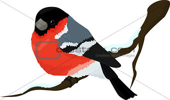 Bullfinch bird winter illustration