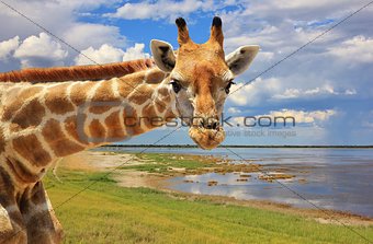 Giraffe Background - African Wildlife - Serenity and Grace