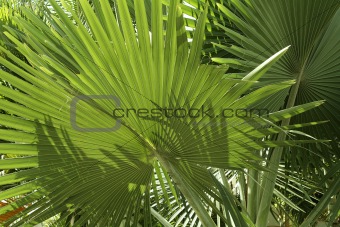 tropical vegetation
