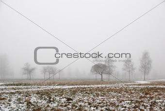 Garden in fog and snow