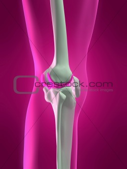 human knee