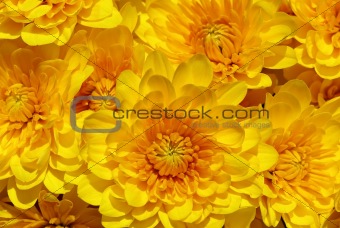 Close up of yellow fleur.