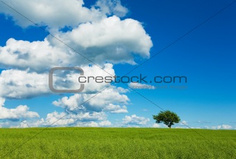 Tree, Sky & Field