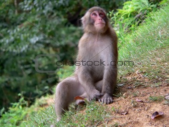 Japanese Macaque in forest