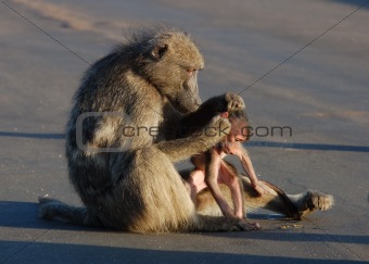 Baboon Mother ans Son