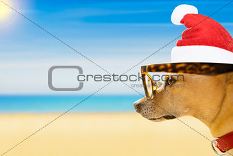 dog watching the beach on summer christmas holidays