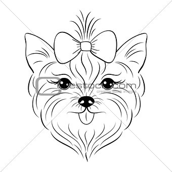 Head of yorkshire terrier