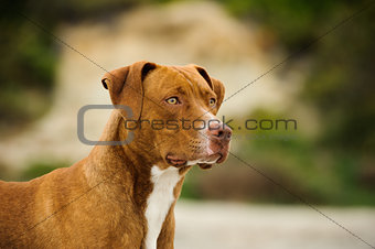 American Pit Bull Terrier dog outdoor portrait
