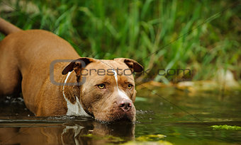 American Pit Bull Terrier dog outdoor portrait