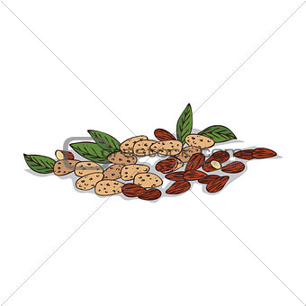 Isolated clipart Almond