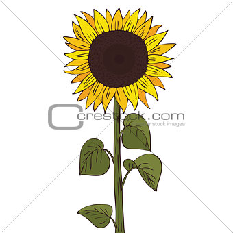 Isolate helianthus or sunflower