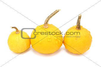Three round orange ornamental gourds with warty lumps