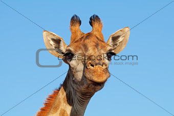 Giraffe portrait against a blue sky