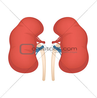 Kidneys icon, flat style. Internal organs of the human design element, logo. Anatomy, medicine concept. Healthcare. Isolated on white background. Vector illustration.