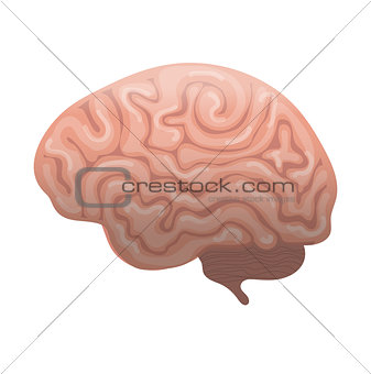 Human brain icon, flat style. Internal organs symbol the side view, isolated on white background. Vector illustration.