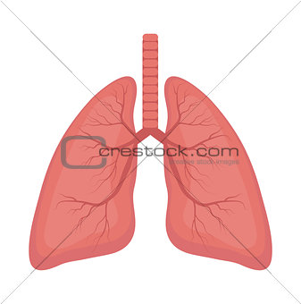Lungs icon, flat style. Internal organs of the human design element, logo. Anatomy, medicine concept. Healthcare. Isolated on white background. Vector illustration.