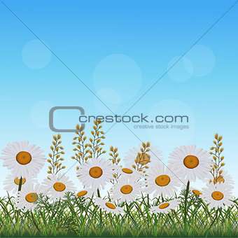lawn with flowers chamomile and herbs