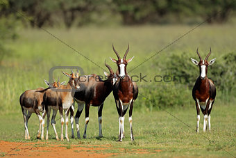 Family group of bontebok antelopes