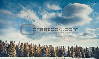 The cloudy blue sky above the woods. Carpathians.