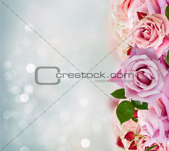 Pink blooming roses