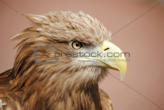 Eye of A Eagle