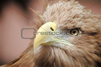 Eye of A Eagle