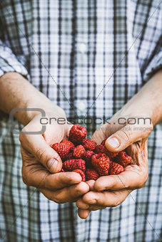 Farmer with blackberries