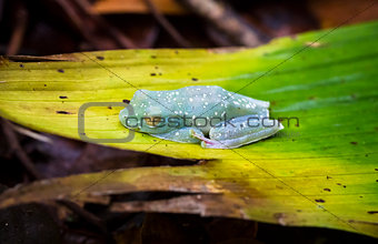 Scarlet-webbed Treefrog in Costa Rica