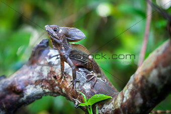 Common Basilisk in Costa Rica