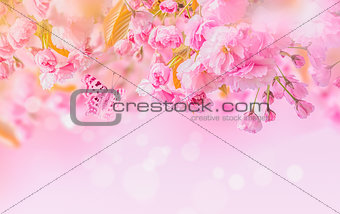 Sakura flower cherry blossom.