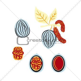 Blue and red stylized walnut vector illustration.