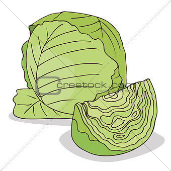 Isolate green cabbage vegetable