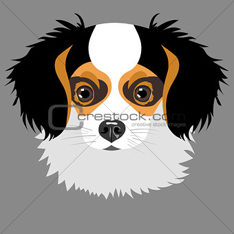 Puppy isolated on grey background