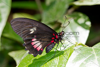 Doris Longwing Butterfly in Costa Rica
