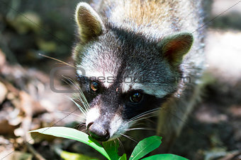 Raccoon in Costa Rica
