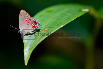 Hairstreak Butterfly in Costa Rica