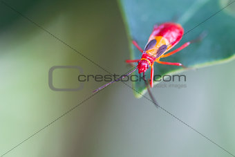 Red Insect in Costa Rica