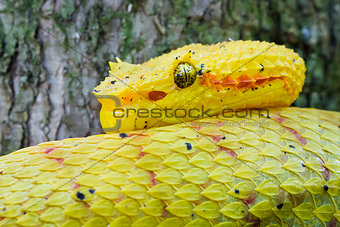 Eyelash Viper Up Close, Costa Rica