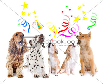 dogs howling for birthday