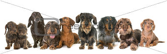 group of dachshunds in studio