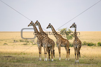 Several giraffes staring at danger in the savannah of Maasai Mar