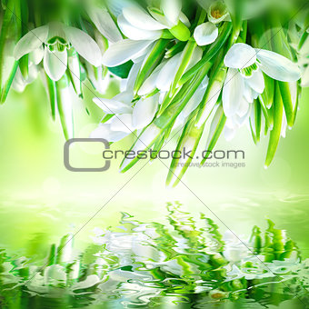 Snowdrops flower blossom background