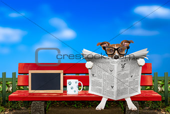 dog reading newspaper on a bench