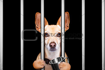criminal dog behind bars in police station, jail prison, or shel
