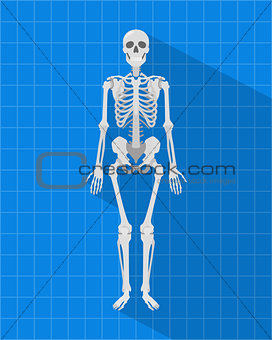 human skeleton with blueprint and long shadow style