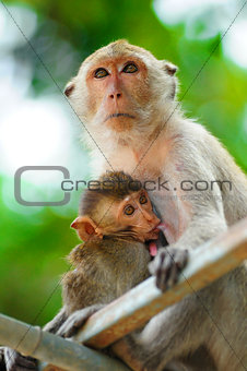 Monkey mother care and breastfeeding