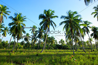 plantation of palm trees on a tropical island
